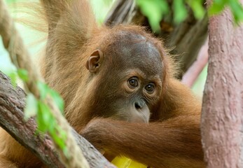 Sumatran orangutan © Hana