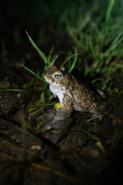 Natterjack toad, Epidalea calamita, Catalonia, Spain