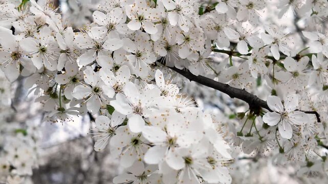 The wind sways the branches of a blossoming apricot tree, natural background