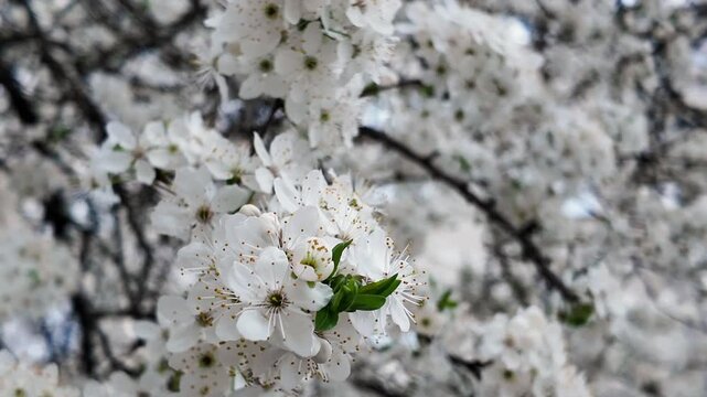 The wind sways the branches of a blossoming apricot tree, natural background