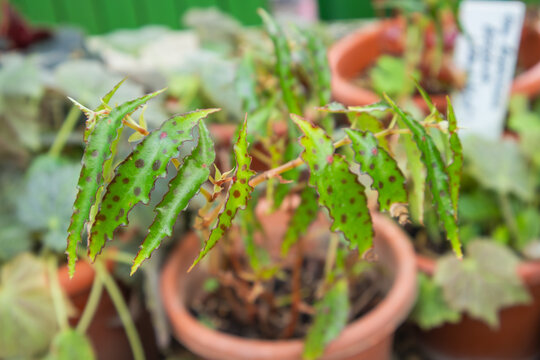 Close-up of a Begonia amphioxus plant with distinctive serrated green leaves and maroon spots growing in a terracotta pot
