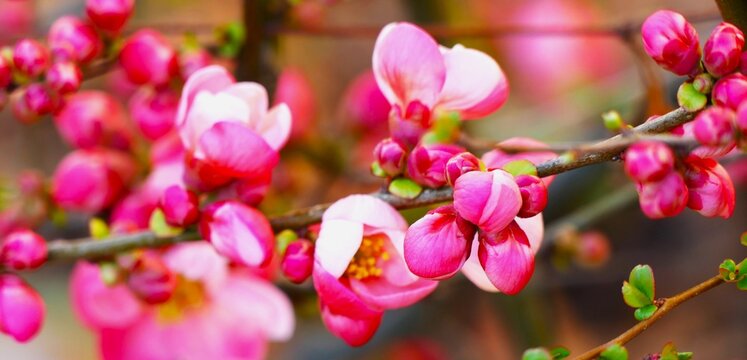 Pink cherry blossom branch with open colorful petals vivid spring flower background