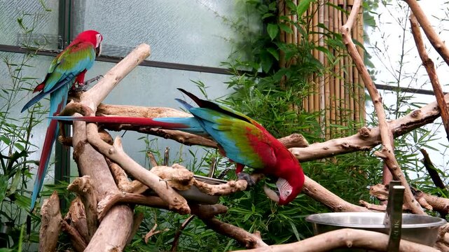Colorful parrots with red heads and blue green feathers sitting on tree branches in a zoo, calmly chewing food, relaxing among greenery, tropical atmosphere, exotic bird life in natural environment