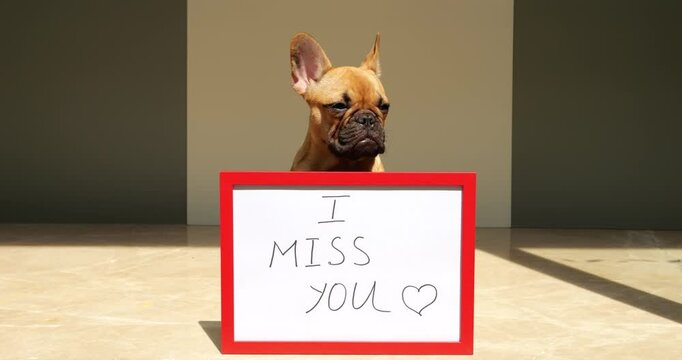 Cute little pup sits with placard "I miss you" turn head and look to side with pensive muzzle. Amusing French Bulldog portrait with signboard