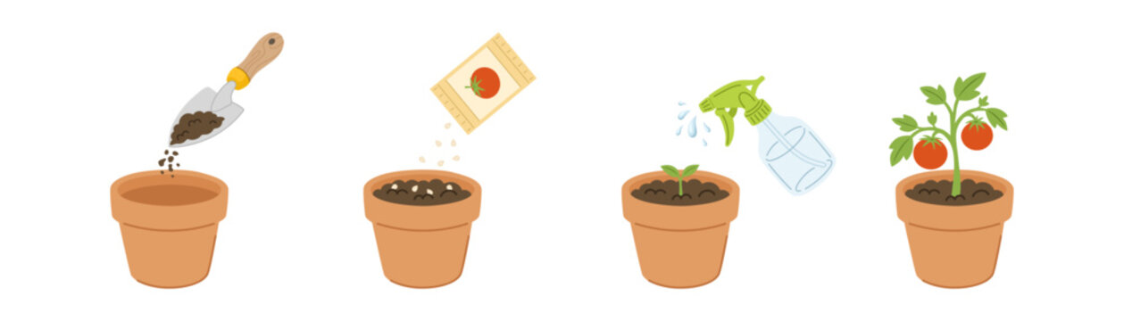 Tomato growing stages in a pot on transparent background. Illustration of planting process, sowing seeds, watering green sprout, and final plant with ripe red tomatoes.