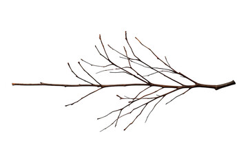Fototapeta premium Bare tree branch with leafless twigs on a transparent background, representing nature's cycle, winter, and ecology