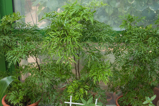 Lush green Ming Aralia plants Polyscias fruticosa with fine fern-like leaves growing in terracotta pots inside a greenhouse