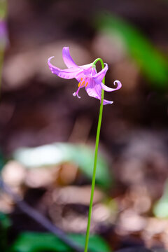 Whispering Nymph of the Coast: Erythronium Revolutum