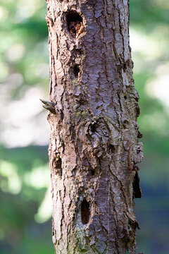 Sentinel of the Whispering Woods