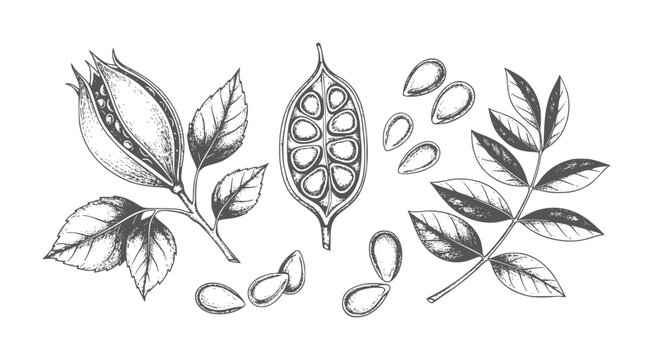 Botanical of seed pods and leaves in vintage style leaf plant