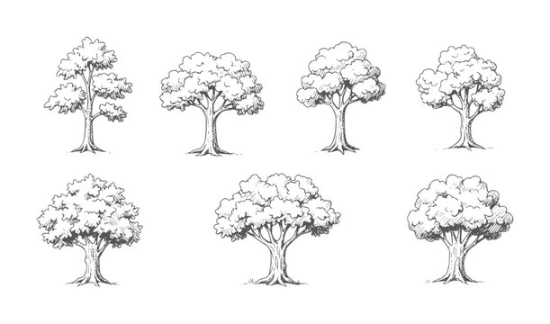 Collection of six hand drawn deciduous trees with textured foliage nature