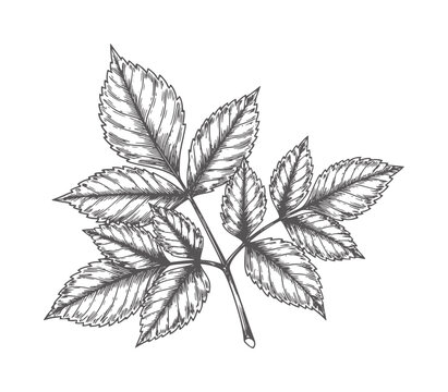 Of a dark grey ash leaf branch white botanical nature