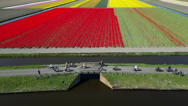Aerial 4K drone flight of colorful tulip fields near Keukenhof, The Netherlands