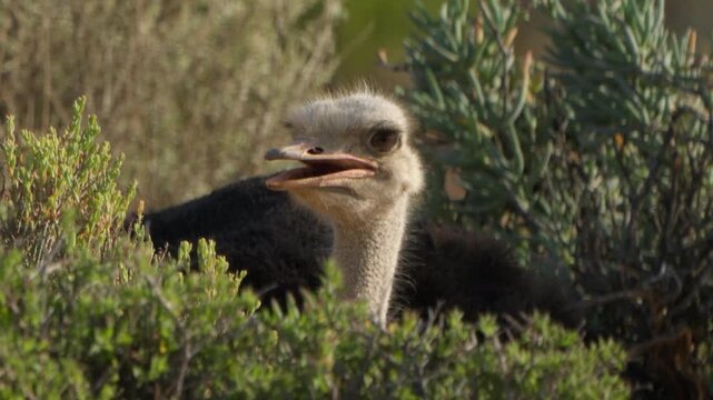 Close Up Slow Motion of Ostrich Head Looking Around While Sitting on Nest, African Bird Wildlife in South Africa