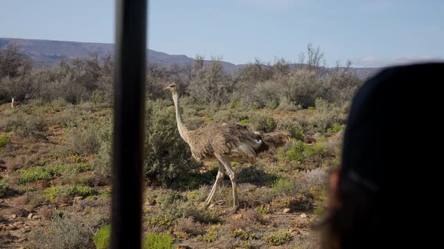 Slow Motion of Ostrich Walking Past Safari Vehicle, Wildlife Encounter in South African Game Reserve, African Bird Close Up