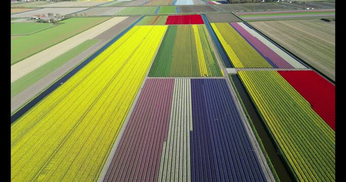Aerial 4K drone flight of colorful tulip fields near Keukenhof, The Netherlands