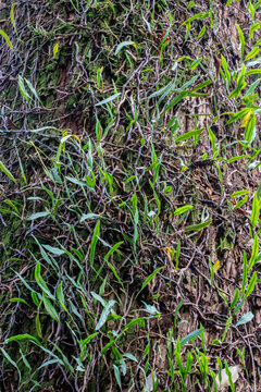 Detail of the epiphytic fern Microgramma mortoniana growing on a eucalyptus trunk. Ideal image for botany, ecology and natural textures. (