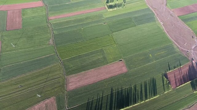 Aerial view of green agricultural farmland fields stretching across flat plains in spring season. Crop patterns reveals arable land, countryside panorama, and habitat context plus crop rows.