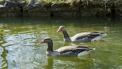 Two geese (Anser anser) swimming peacefully in a green pond, English Garden, Munich, Germany © agrope