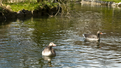 Two geese (Anser anser) floating on a serene springtime lake, English Garden, Munich, Germany © agrope