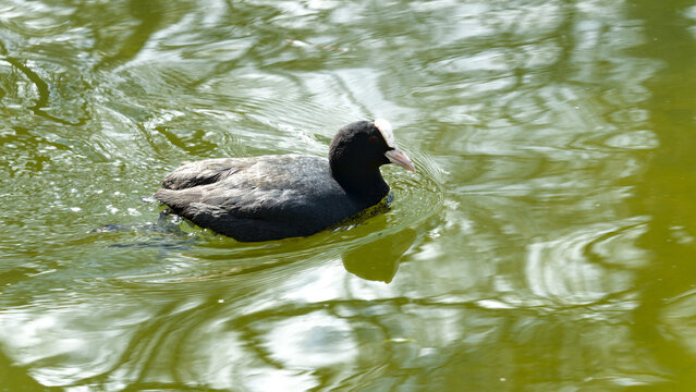 Eurasian coot (Fulica atra) swimming on calm green water, serene atmosphere