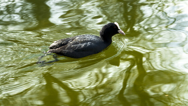 Eurasian coot (Fulica atra) swimming on calm green water, serene atmosphere