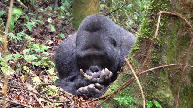 Adult mountain gorilla silverback resting in its natural habitat. Animal sitting by a mossy tree and inspecting its hands in the bwindi impenetrable national park of uganda