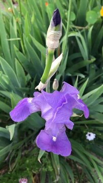 Premium iris flower. Bearded Iris isolated. Iris germanica close up. Purple iris flower. Purple flower close-Up. Blooming Spring Nature.