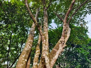 Fototapeta premium agarwood tree (Aquilaria malaccensis) in the morning