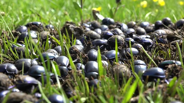 Crowded swarm of scarab beetles feeding on manure across green meadow grass ecosystem. Breaking waste highlights dung beetle, enriching soil, and sacer dung plus scarabaeus sacer.