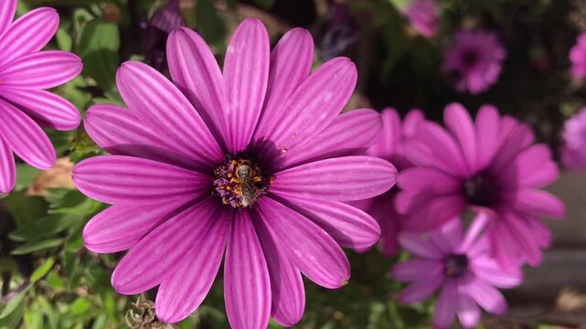 Dimorphotheca ecklonis close up. Purple Daisy Flower close up.  Cape marguerite isolated, African daisy, Cape daisy. Purple flower background.  Osteospermum isolated. 