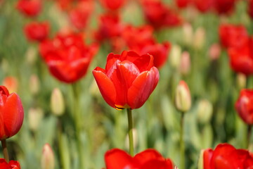 Obraz premium Vibrant Red Tulip Field in Bloom With Fresh Spring Garden Flowers and Green Leaves