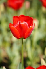 Obraz premium Vibrant Red Tulip Field in Bloom With Fresh Spring Garden Flowers and Green Leaves