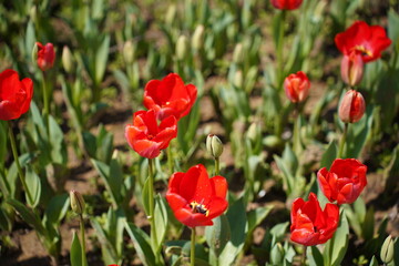Fototapeta premium Vibrant Red Tulip Field in Bloom With Fresh Spring Garden Flowers and Green Leaves