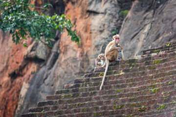 baby toque macaque (macaca sinica), endemic monkey in Sri Lanka, watching visitors of Sigiriya © Sarah.H