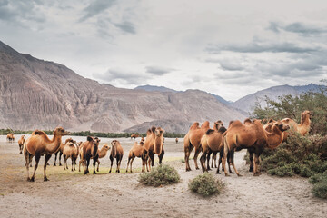 Obraz premium herd of bactrian camels grazing in scenic nubra valley with mountains in background as concept of ladakh tourism high altitude desert landscape and unique wildlife of northern india himalayas