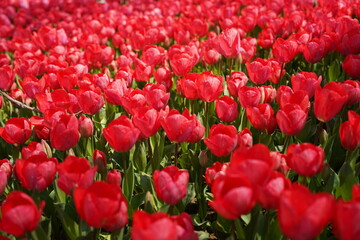 Fototapeta premium Vibrant Red Tulip Field in Bloom With Fresh Spring Garden Flowers and Green Leaves