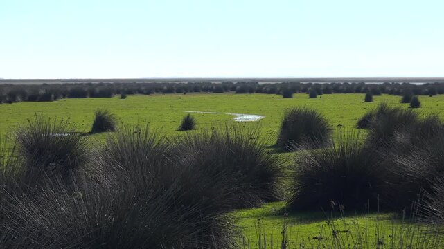 Panoramic view of juncus reeds across green grassland on flat alluvial plain in Kizilirmak Delta. Untouched wetland landscape in Samsun Anatolia shows natural vegetation and calm lowrelief terrain.