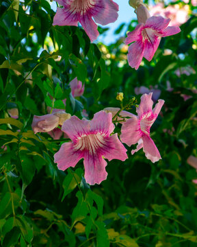 Bignonia rosada (Podranea ricasoliana), flores natural