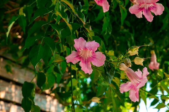 Bignonia rosada (Podranea ricasoliana), flores natural