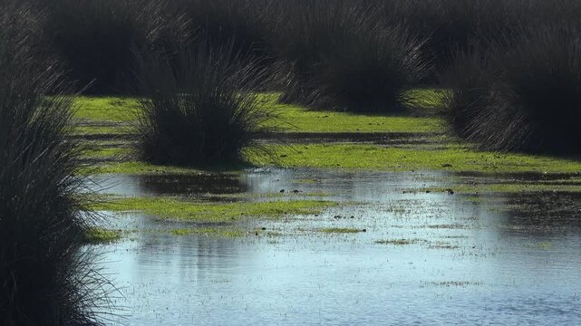 Juncus reeds growing in untouched natural lake wetland ecosystem at calm daylight. Freshwater marsh scene shows dense rush plants rising from still shallow water beside swamp.