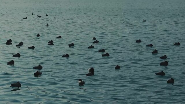 Cinematic view of waterfowl birds floating peacefully on a blue river.
