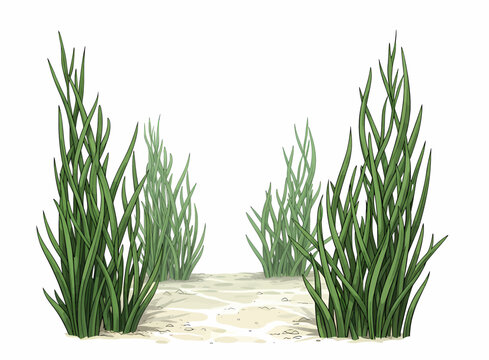 Green seagrass patches on sandy seabed isolated on white background