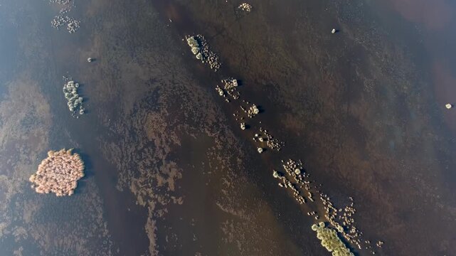 Aerial view of aquatic plants forming patterns across shallow wetland lake water surface. Overhead perspective shows vegetation clusters muddy substrate calm ripples and natural marsh habitat.