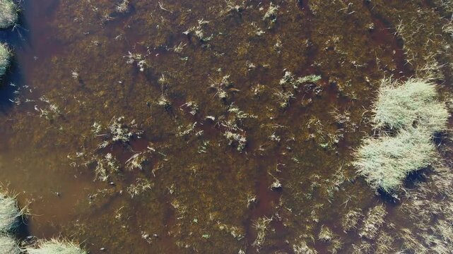 Aerial view of aquatic plants forming patterns across shallow wetland lake water surface. Overhead perspective shows vegetation clusters muddy substrate calm ripples and natural marsh habitat.