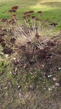 A brown Ochitok sedum shrub in the park, clusters of dried seeds illuminated by the mild spring sun on a grassy lawn by the sidewalk, close-up with texture.