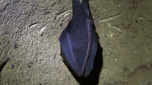 Black bat hanging from cave ceiling inside dark rocky underground wildlife habitat. Nocturnal mammal roosts quietly on stone cavern wall showing natural cavern life.