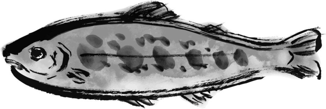 イワナの筆書き和風イラスト素材