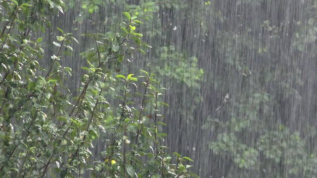 Heavy torrential rain falling through dense green broadleaf forest trees during severe storm. Intense downpour creates wet curtain rainfall across woodland canopy and lush foliage.
