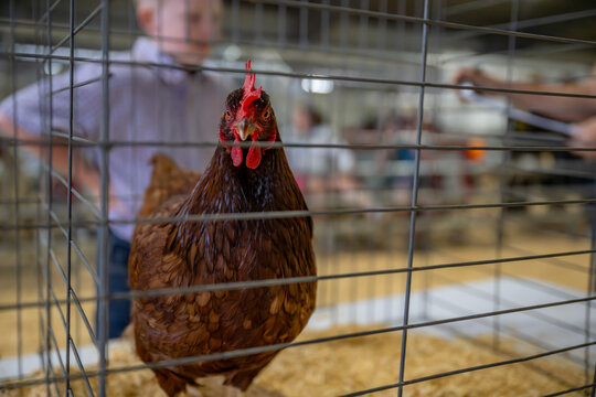 poultry showmanship at the fair